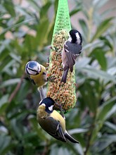 Trois mésanges différentes