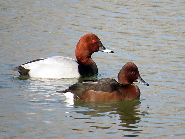 Fuligule nyroca et milouin