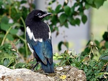 Jeune pie bavarde