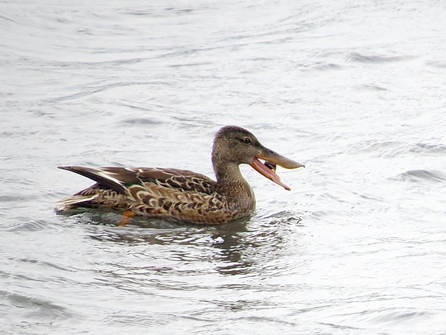 Canard souchet croquant un mollusque