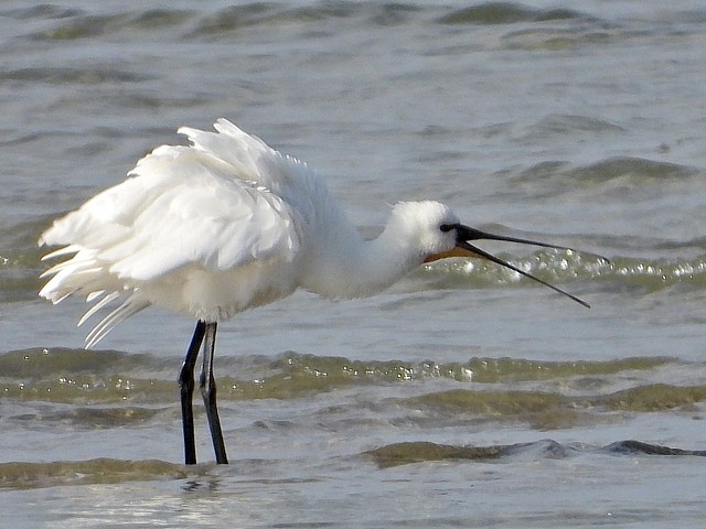 Spatule blanche, platalea leucorodia