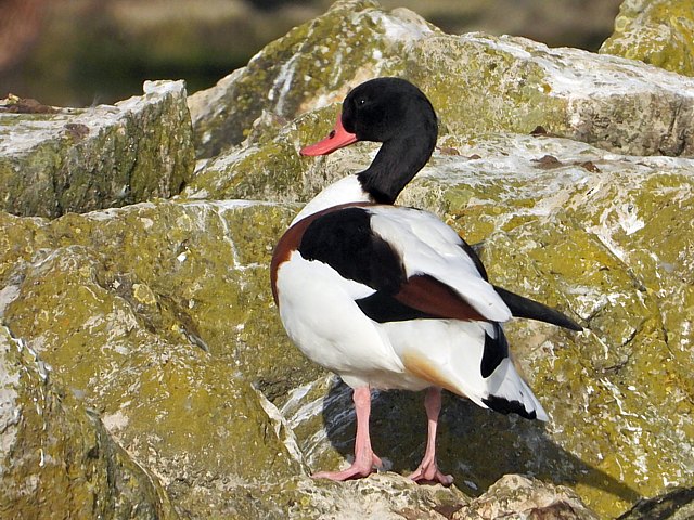 Tadorne de Belon,  tadorna tadorna