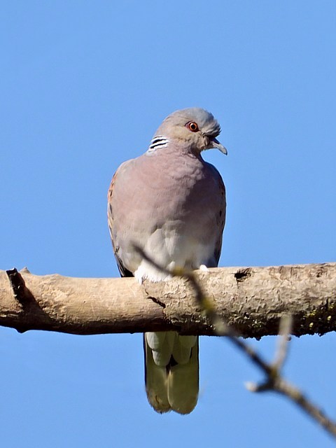 Tourterelle des bois