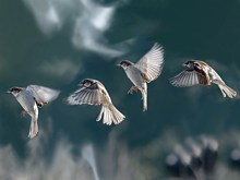 Séquences de vol du moineau