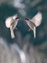 Bonjour façon moineau