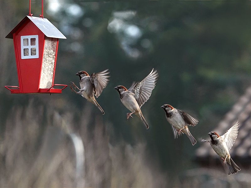 S�quences de vol du moineau