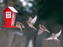 Vol du moineau avant la mangeoire