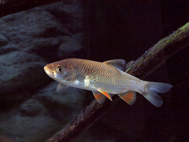 Chevaine, chevesne, leuciscus cephalus