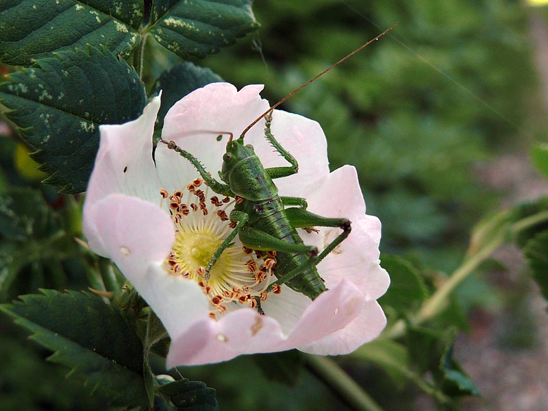 Sauterelle et fleur d'glantier