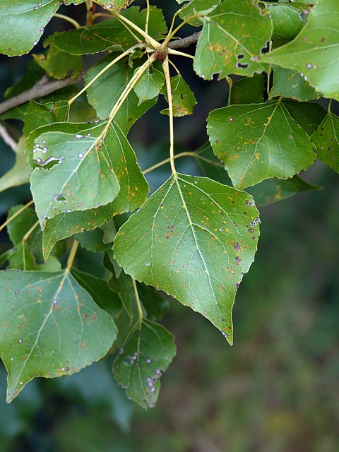 Peuplier d'Italie, populus nigra italica