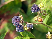 Ronce bleuâtre, rubus caesius