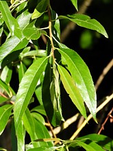 Saule fragile, salix fragilis