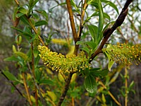 Saule fragile, salix fragilis