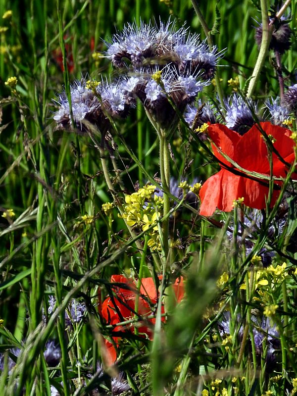 Phac�lie, phacelia tanacetifolia