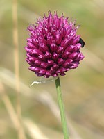 Ail à tête ronde, allium sphaerocephalon