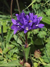 Campanule agglomérée, campanula glomerata