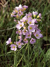 Cardamine des prés, cardamione pratensis