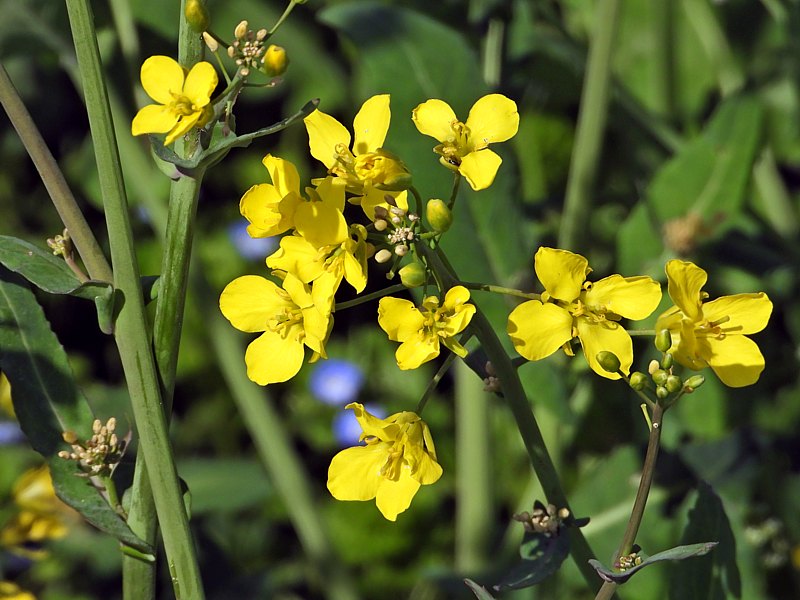 Aconit d'hiver, hell�borine,  eranthis hyemalis