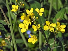 Colza, brassica napus