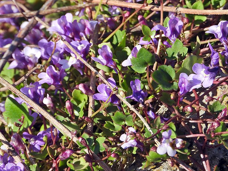 Cymbalaire, cymbalaria muralis