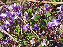 Cymbalaire, cymbalaria muralis