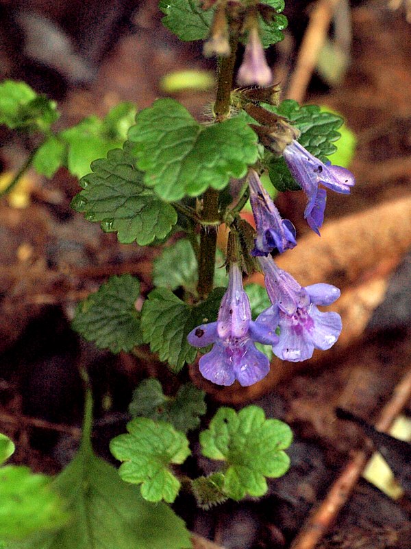 Lierre terrestre, glechoma hederacea