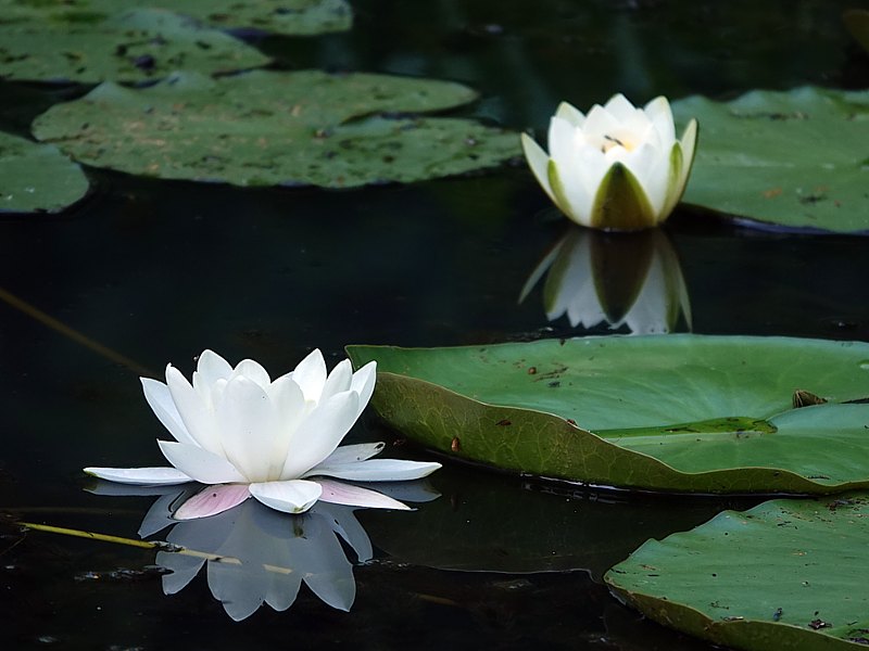 N�nuphar blanc - nymphaea alba