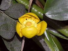 Nénuphar jaune, bouton