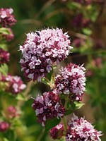 Origan, origanum vulgare