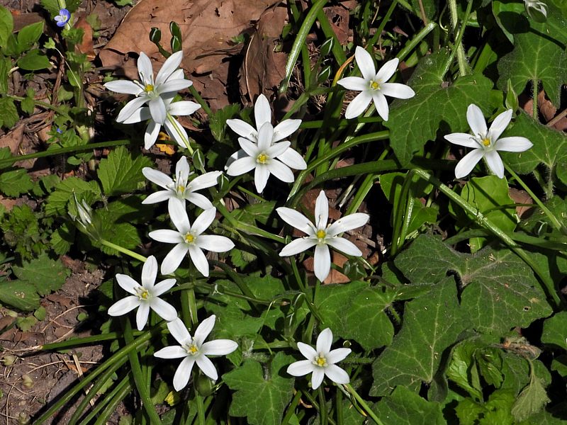 Anémone des bois, anemone nemorosa