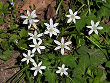 Dame d'onze heures, ornithogalum umbellatum