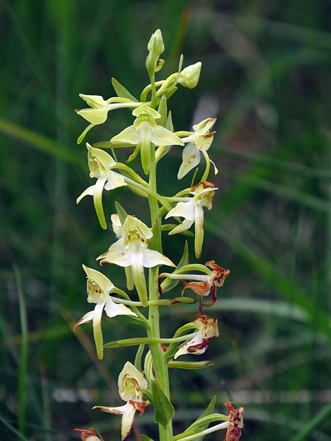 Platanthère à feuilles verdâtres, platanthera chloranta
