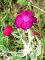 Silène coronaire, silene coronaria