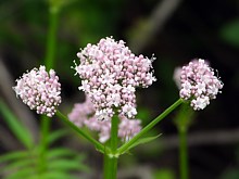 Valériane officinale, valeriana officinalis