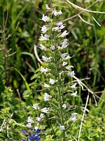 Vipérine, echium vulgare