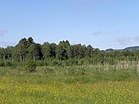 Forêts de bouleaux dans les tourbières