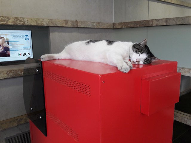 Un chat au bancomat
