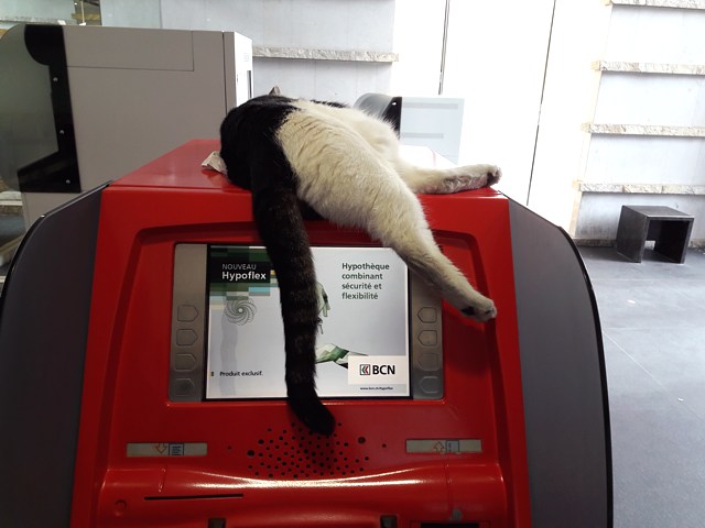 Un chat au bancomat