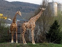 Girafes de Cornaux