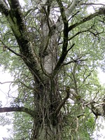 arbre du parc de Préfargier